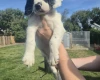 English Springer Spaniel