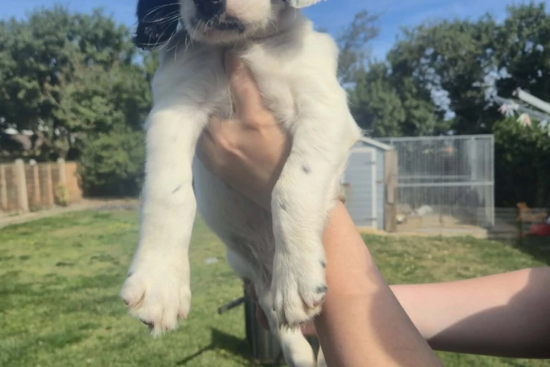 English Springer Spaniel