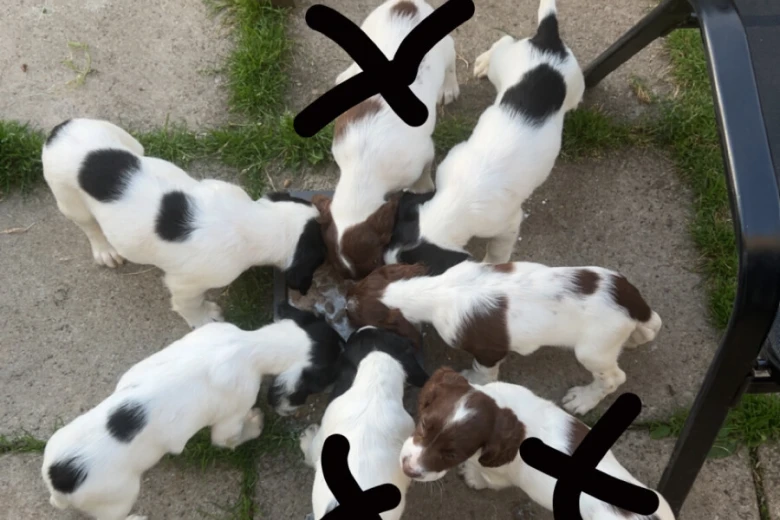 English Springer Spaniel