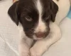 English Springer Spaniel