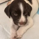English Springer Spaniel