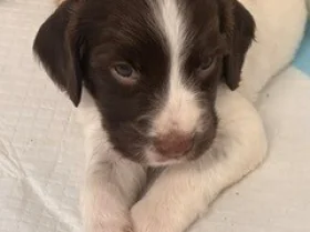 English Springer Spaniel