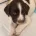 English Springer Spaniel