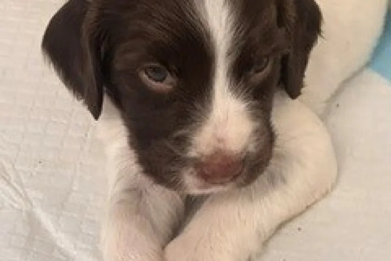 English Springer Spaniel
