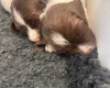 English Springer Spaniel