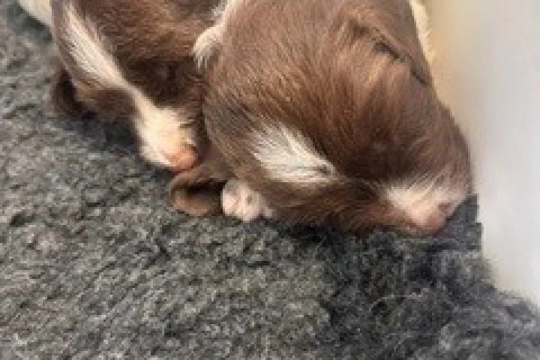 English Springer Spaniel