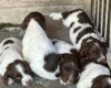 English Springer Spaniel