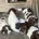 English Springer Spaniel