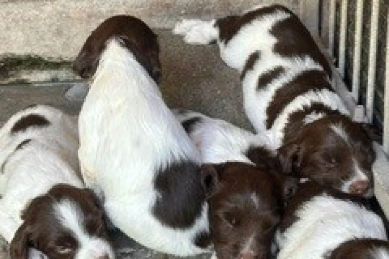 English Springer Spaniel