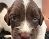 English Springer Spaniel