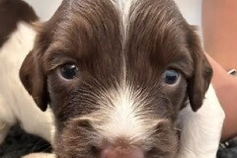 English Springer Spaniel