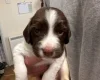 English Springer Spaniel