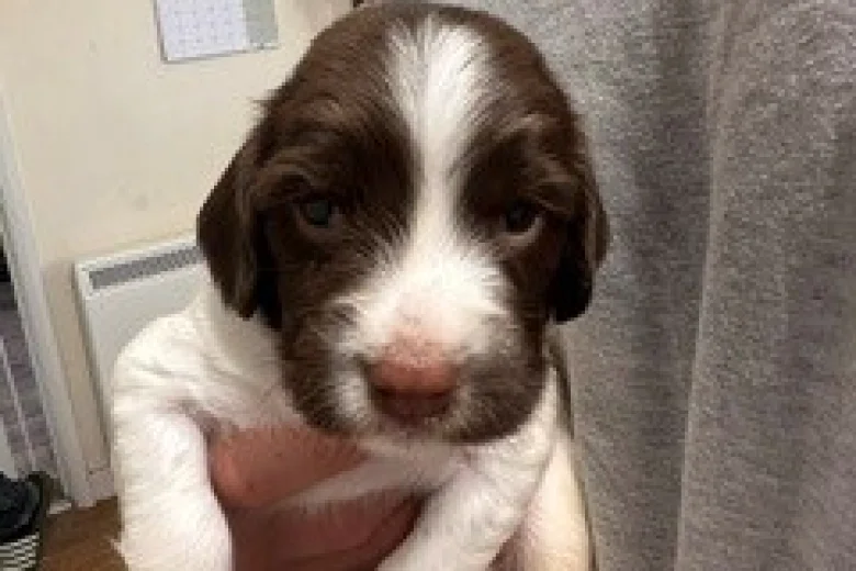 English Springer Spaniel