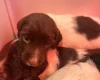 English Springer Spaniel