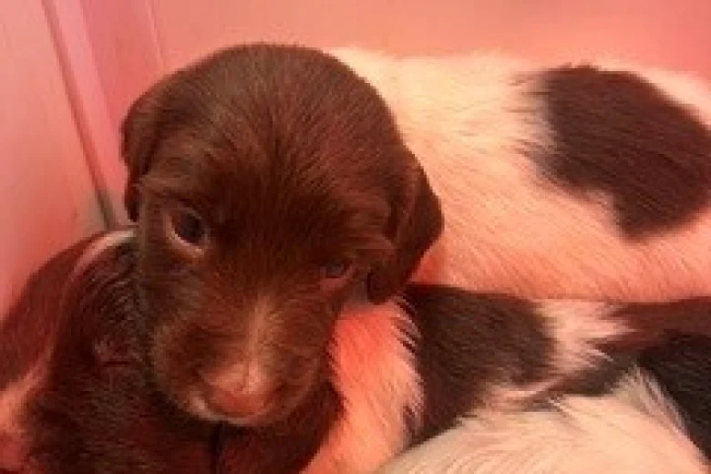 English Springer Spaniel