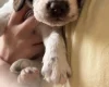 English Springer Spaniel