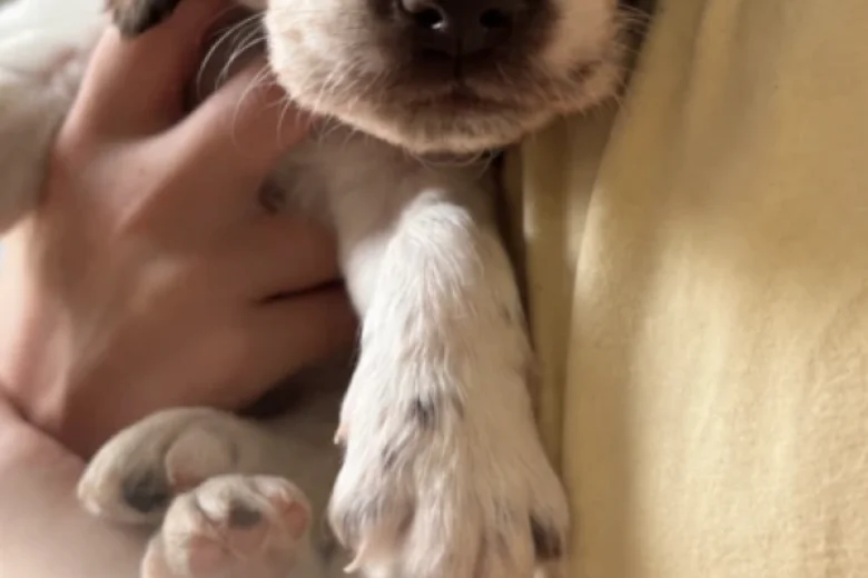 English Springer Spaniel