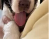 English Springer Spaniel