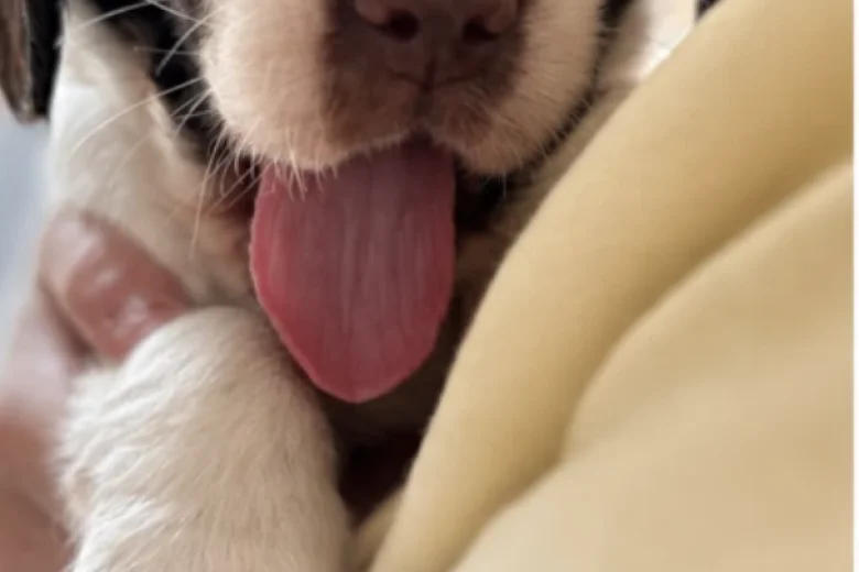 English Springer Spaniel