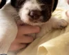 English Springer Spaniel