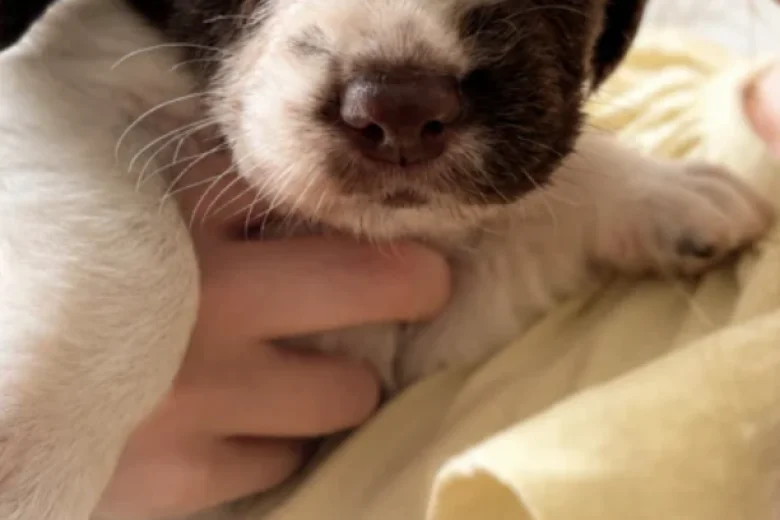 English Springer Spaniel