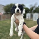 English Springer Spaniel