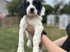 English Springer Spaniel