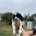 English Springer Spaniel