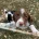 English Springer Spaniel