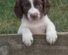 English Springer Spaniel