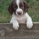 English Springer Spaniel