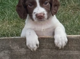 English Springer Spaniel