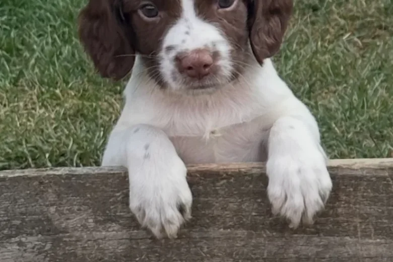 English Springer Spaniel