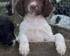 English Springer Spaniel