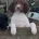 English Springer Spaniel