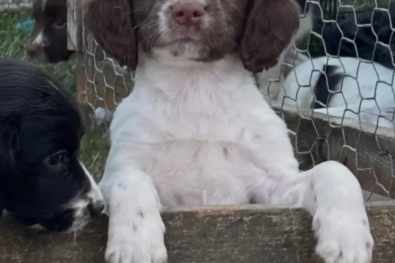 English Springer Spaniel