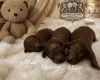 Toy Poodle