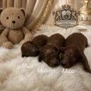 Toy Poodle
