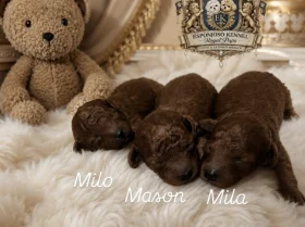 Toy Poodle