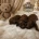 Toy Poodle