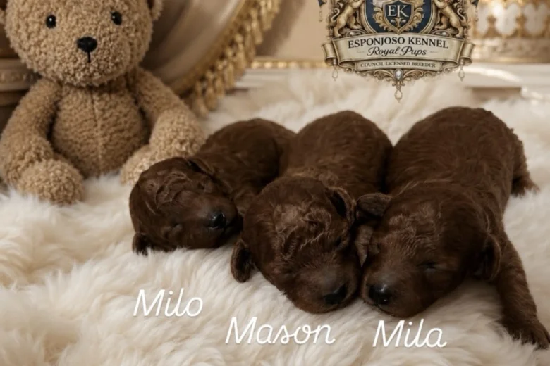 Toy Poodle