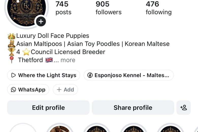Toy Poodle