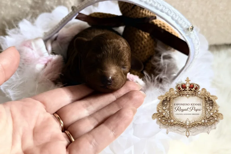 Toy Poodle