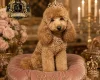 Toy Poodle