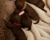Toy Poodle
