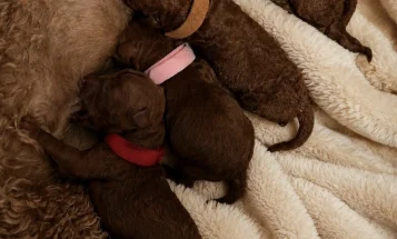 Toy Poodle