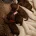 Toy Poodle