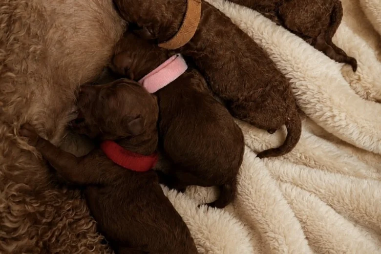 Toy Poodle