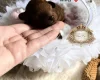 Toy Poodle