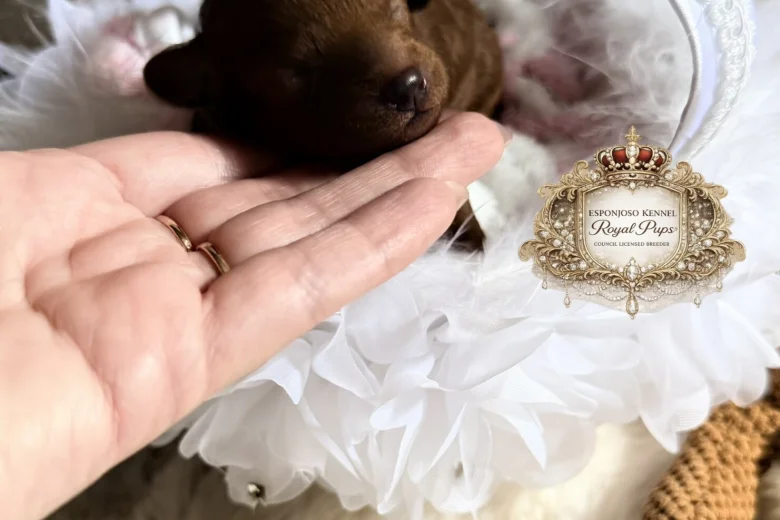 Toy Poodle
